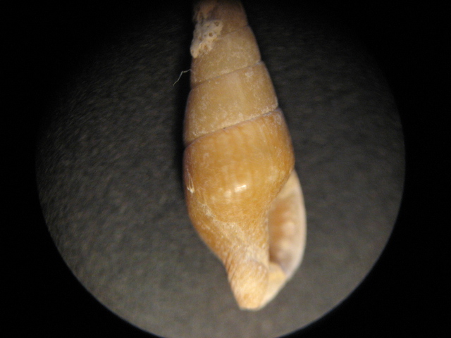 Mitrella minor